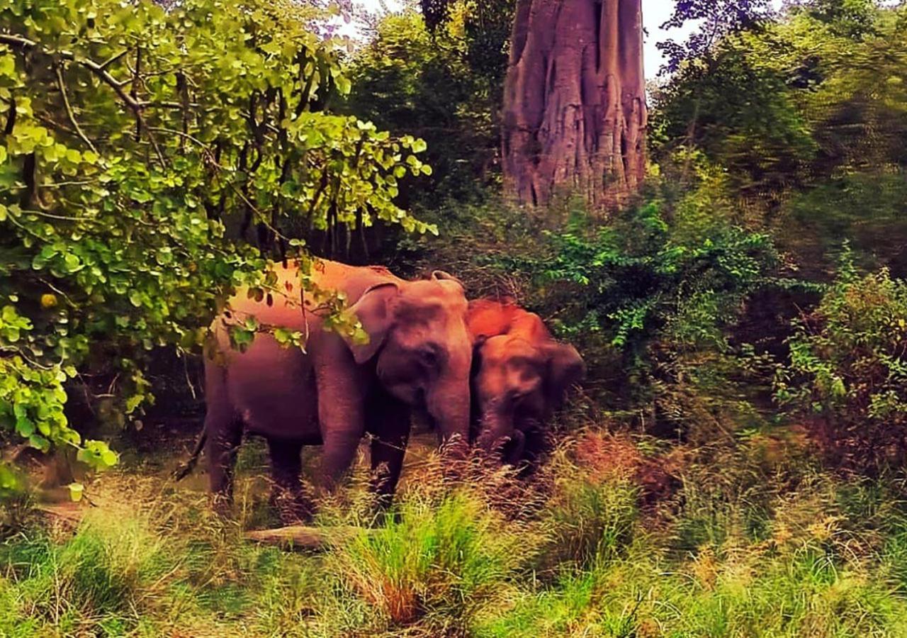 Elephant Paradise Safari Bungalow Udawalawe Ngoại thất bức ảnh