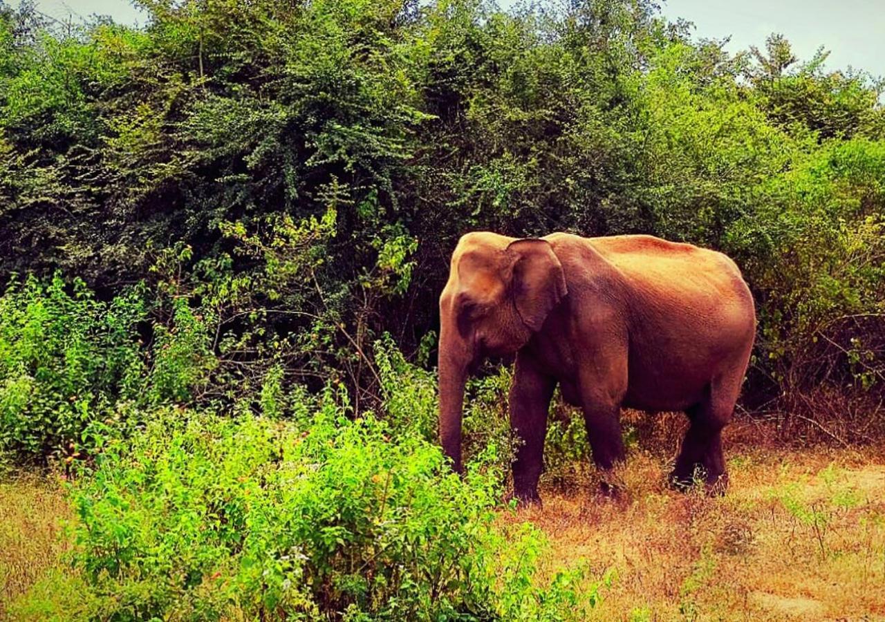 Elephant Paradise Safari Bungalow Udawalawe Ngoại thất bức ảnh