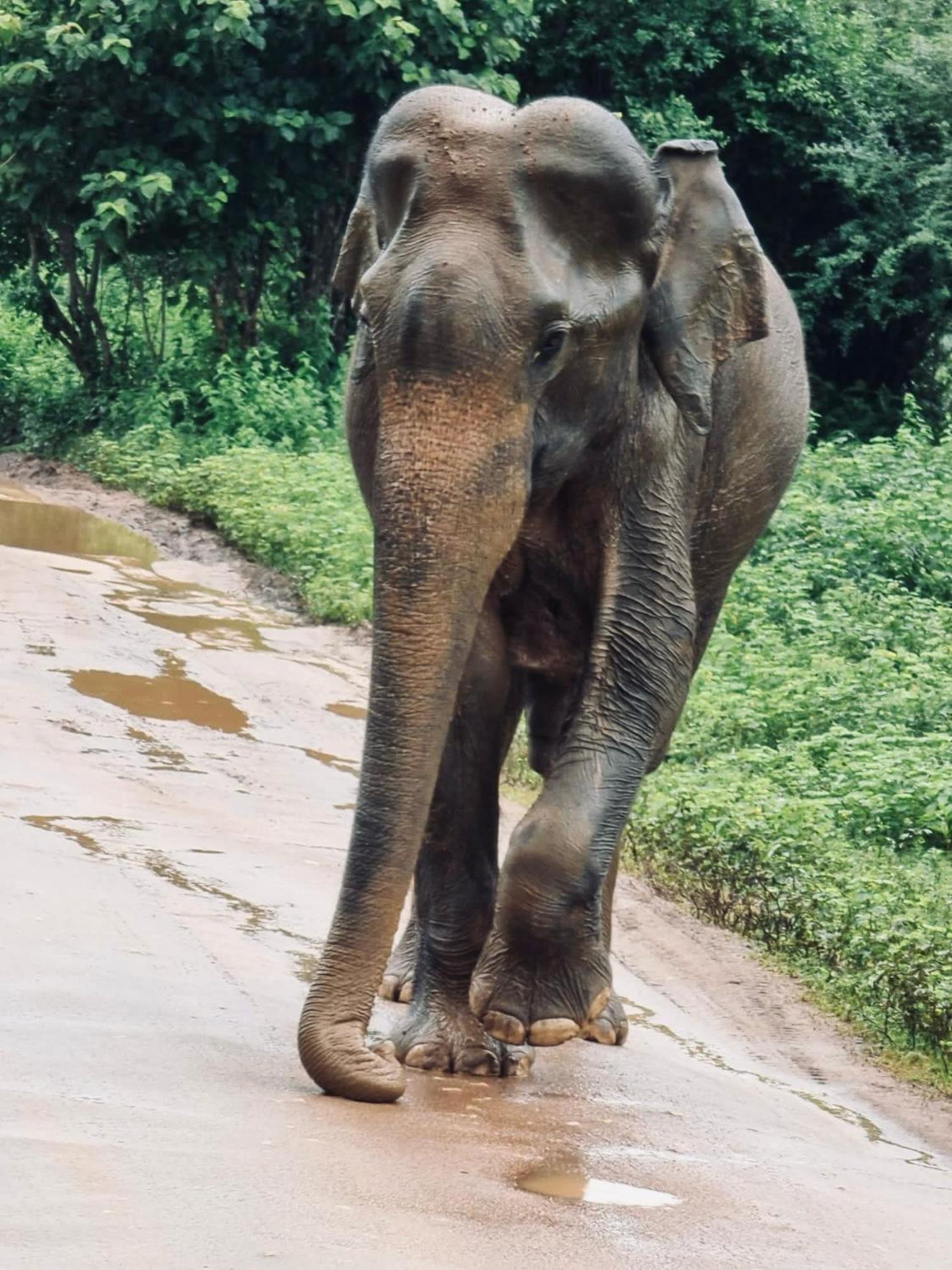 Elephant Paradise Safari Bungalow Udawalawe Ngoại thất bức ảnh