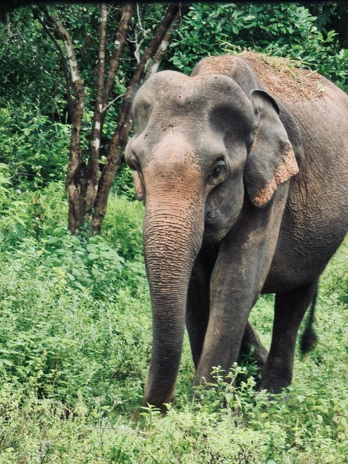 Elephant Paradise Safari Bungalow Udawalawe Ngoại thất bức ảnh