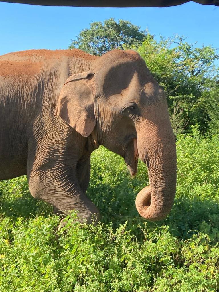 Elephant Paradise Safari Bungalow Udawalawe Ngoại thất bức ảnh