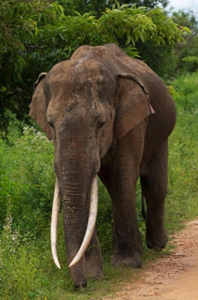 Elephant Paradise Safari Bungalow Udawalawe Ngoại thất bức ảnh