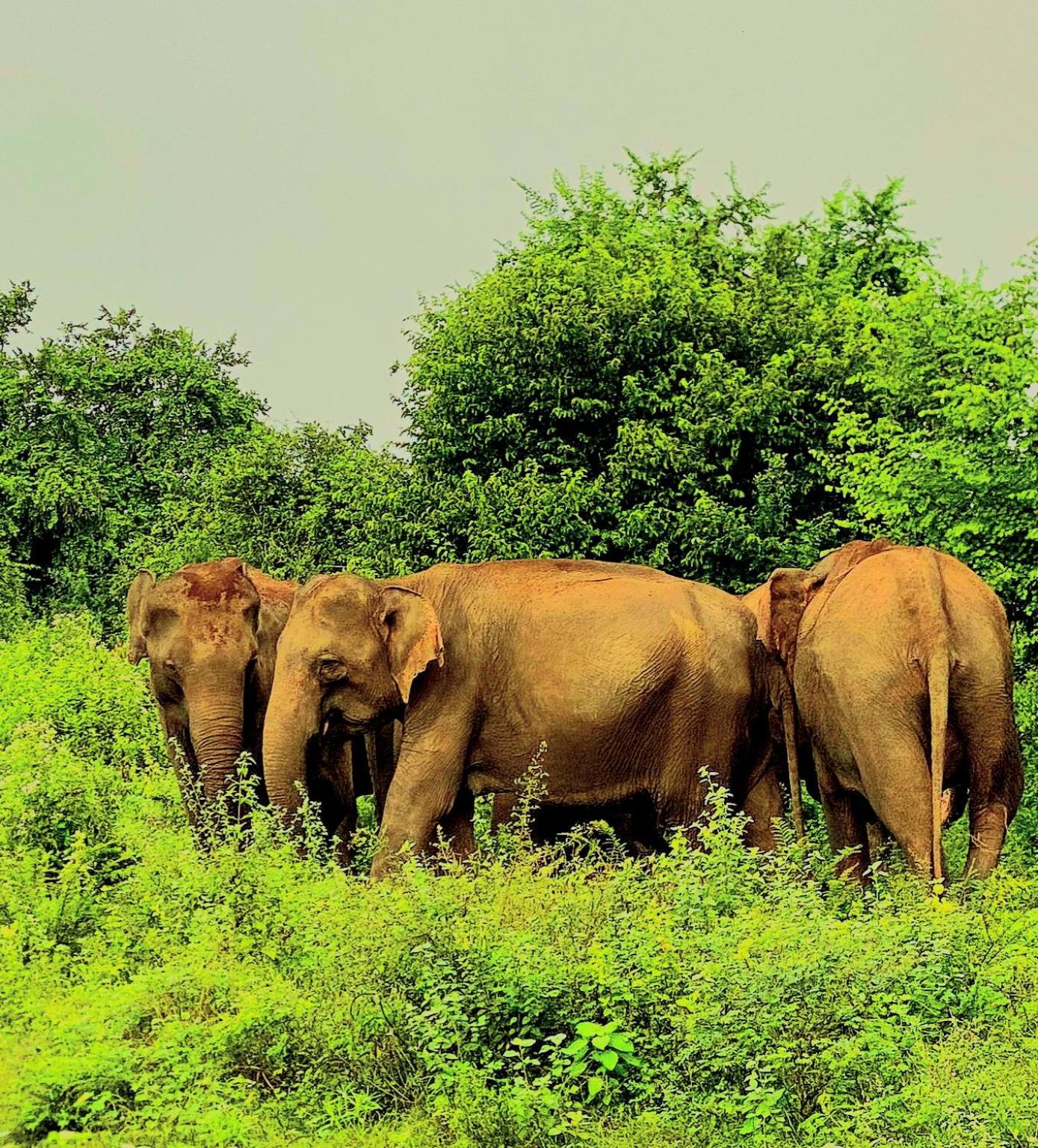 Elephant Paradise Safari Bungalow Udawalawe Ngoại thất bức ảnh