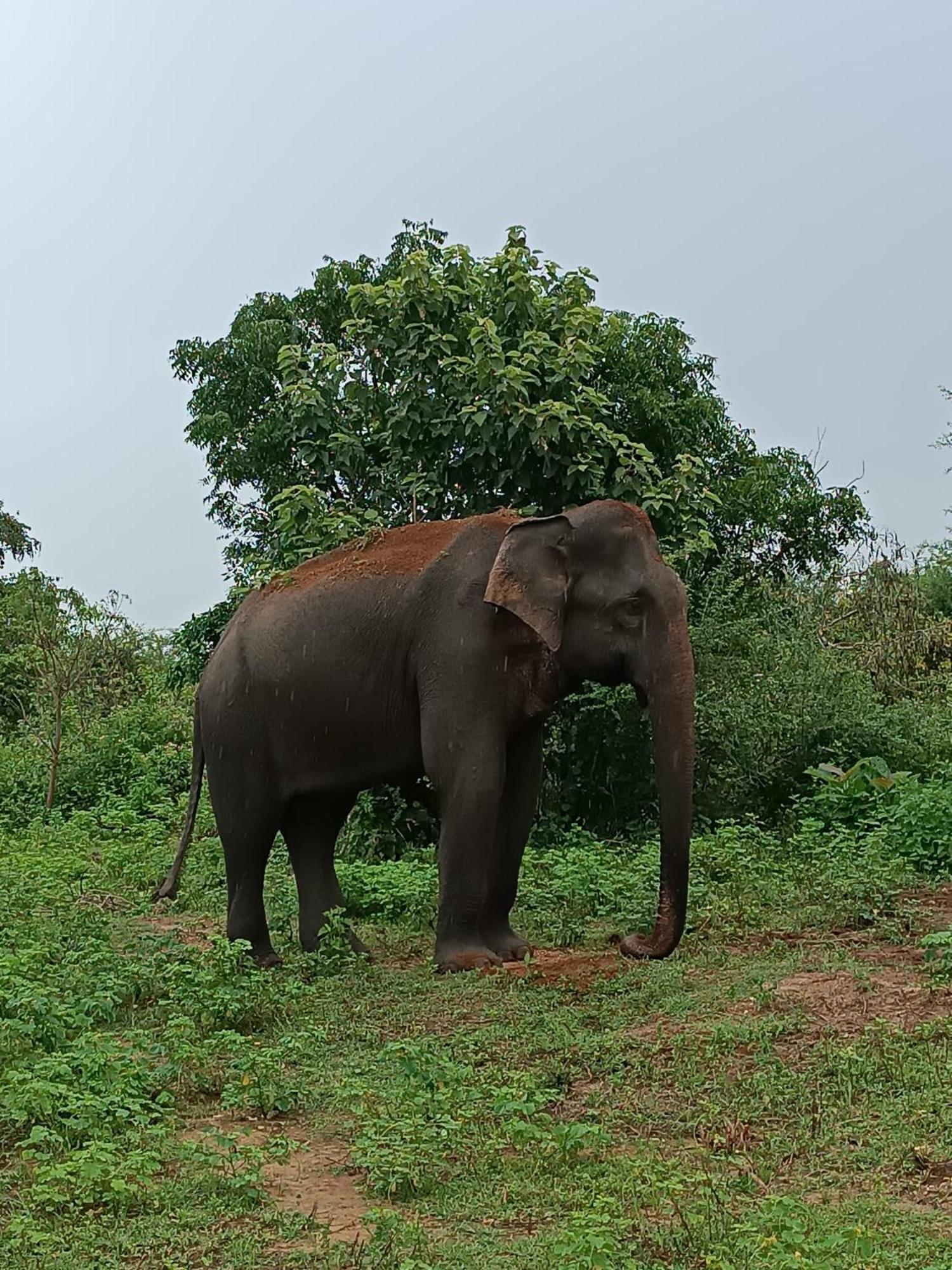 Elephant Paradise Safari Bungalow Udawalawe Ngoại thất bức ảnh
