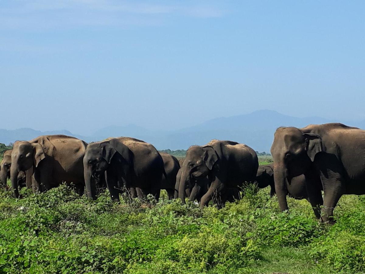Elephant Paradise Safari Bungalow Udawalawe Ngoại thất bức ảnh