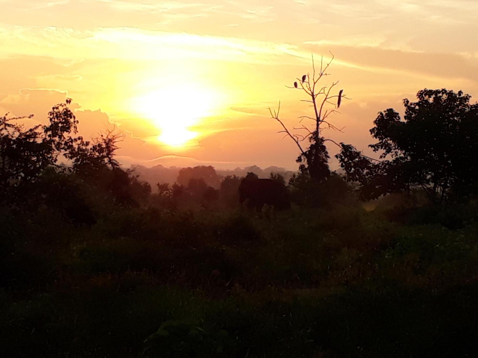 Elephant Paradise Safari Bungalow Udawalawe Ngoại thất bức ảnh